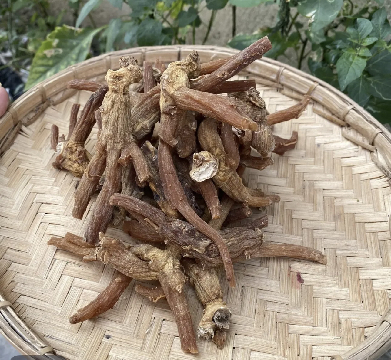 中缅山货-现收土特产/高丽原参（龙抓参）
