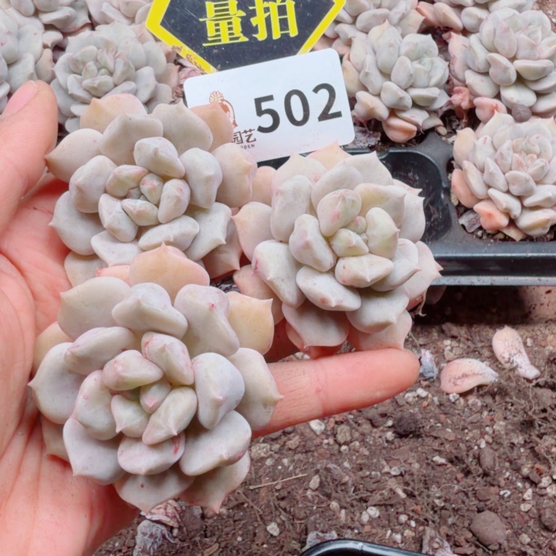 多肉植物多肉植物