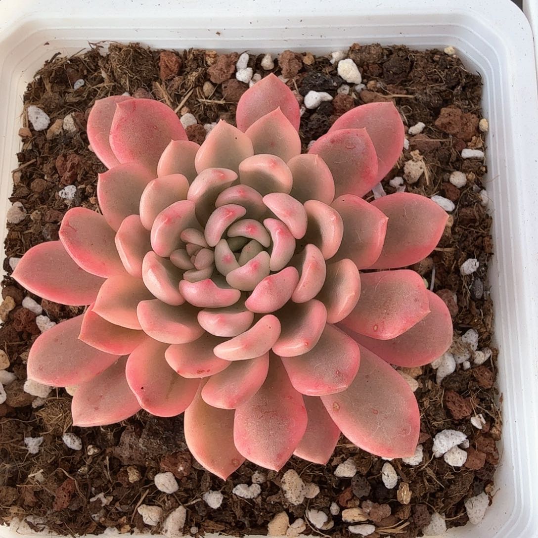 红宝石锦多肉锦多肉