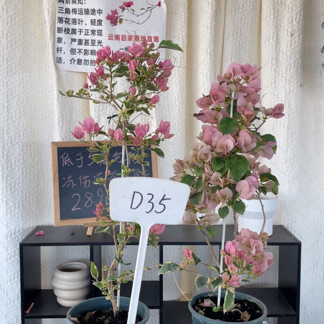 星***学全部花朵小斑叶丽人+暗斑丽人W38