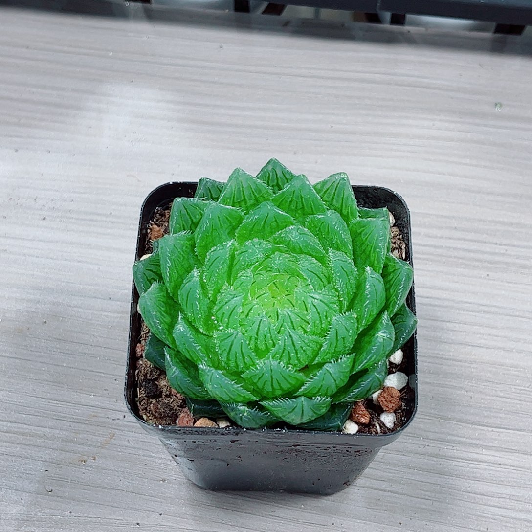 樱水晶玉露一勿一拍
