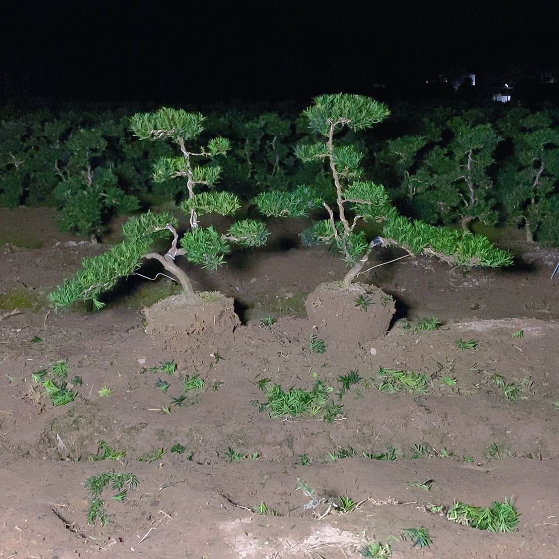 450/2小叶雀舌罗汉松