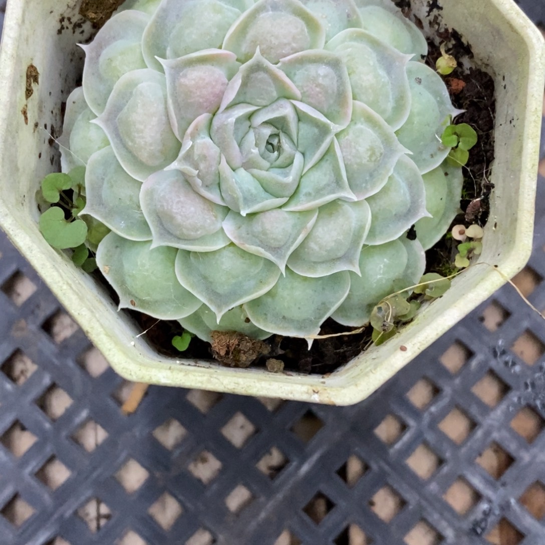 精品多肉一物一拍不包整59