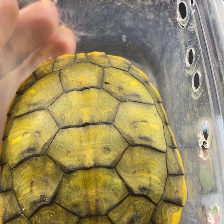 巴西彩龟母66666666