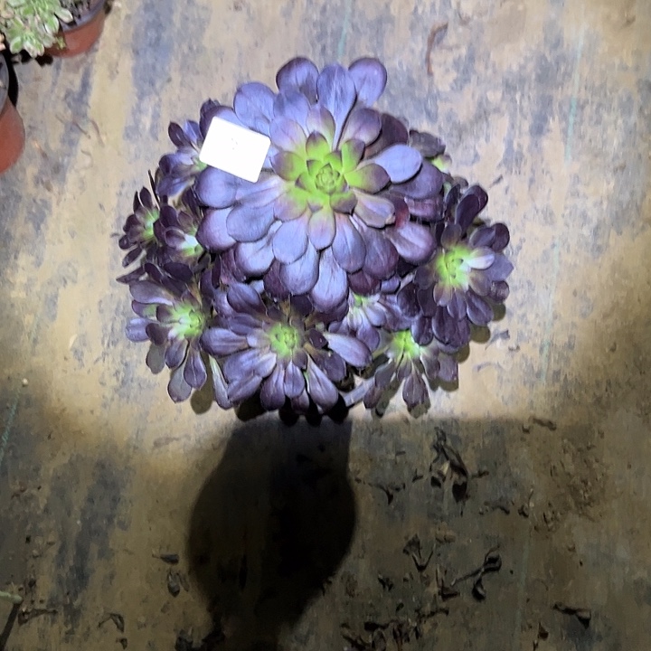 ?**?多肉法师植物链接72