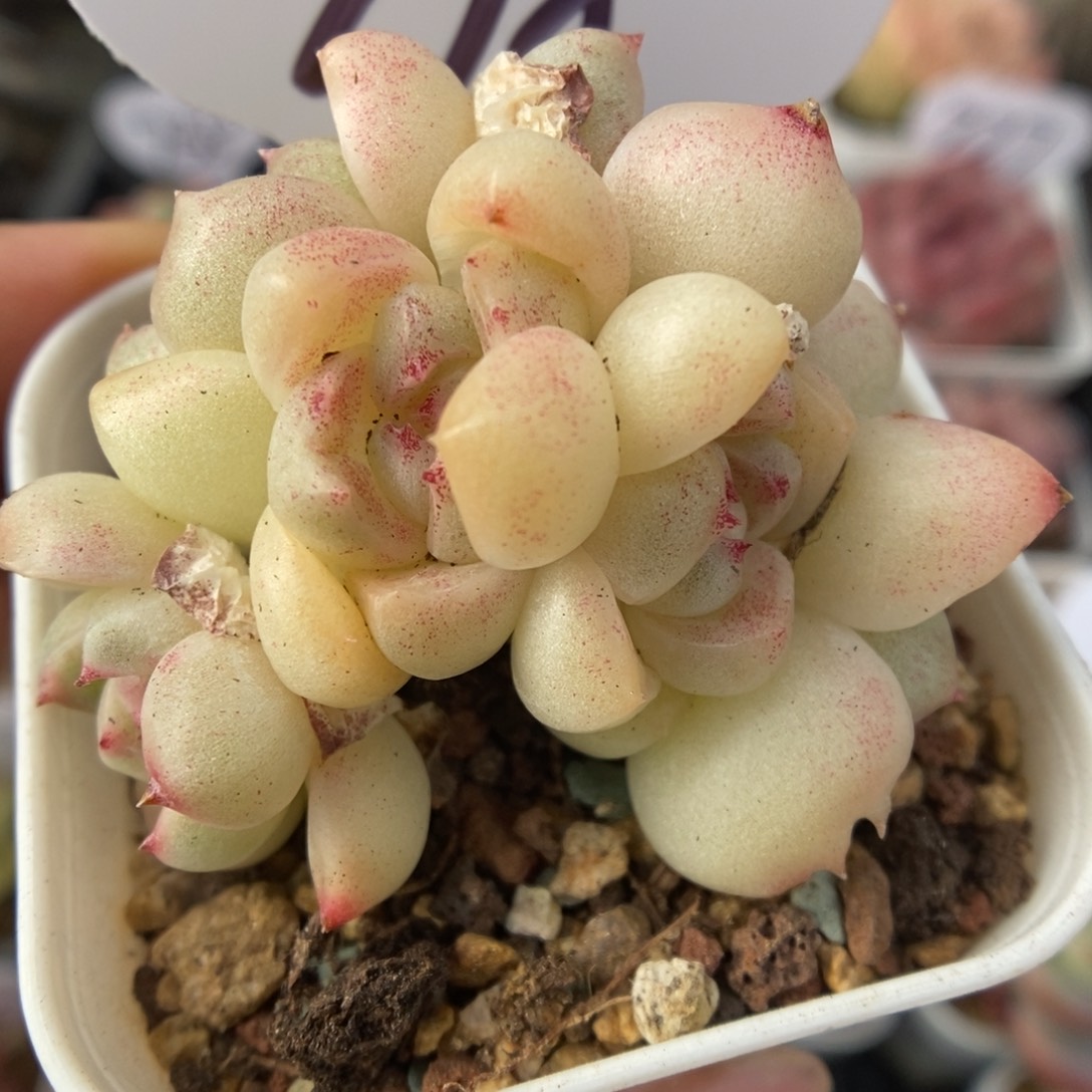 白玉珍妮群生718号