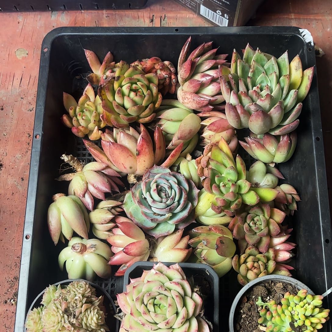 多肉植物空拍400www