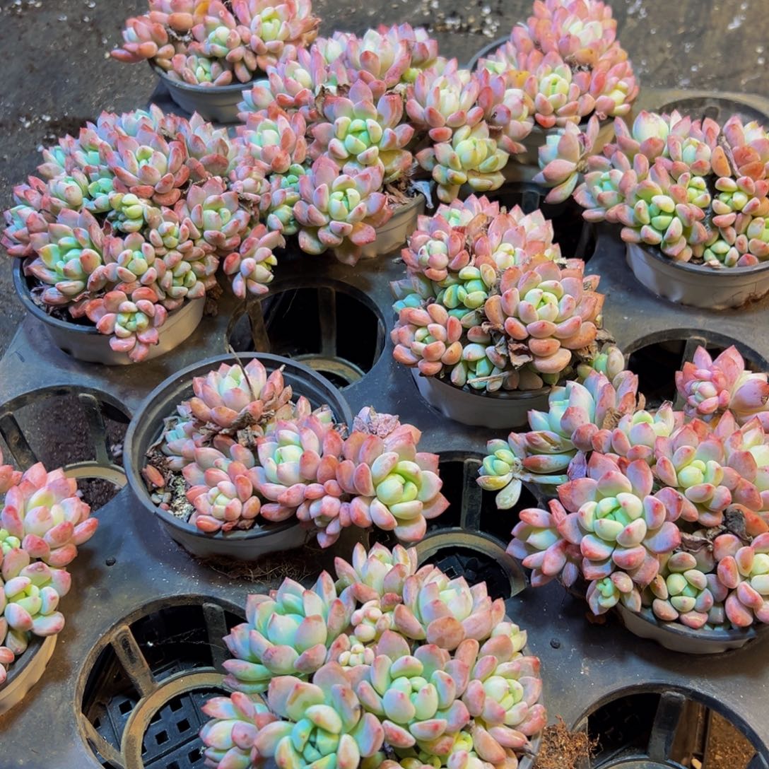 732的点点滴滴断断续续