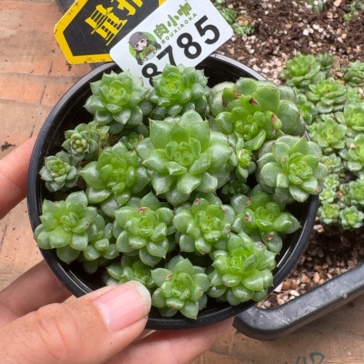 多肉植物多肉植物