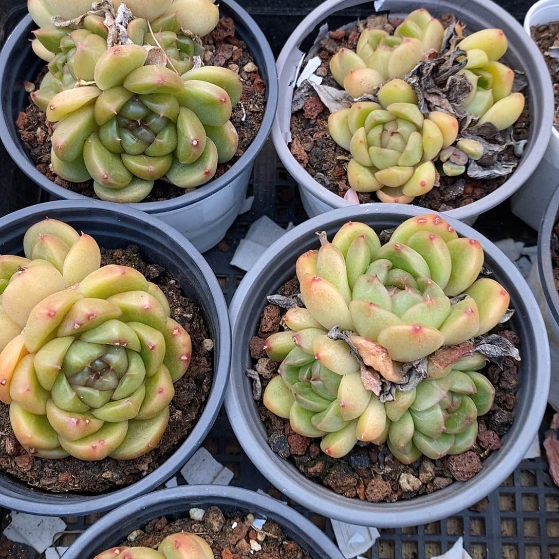 皮埃拉珍妮多头，福利