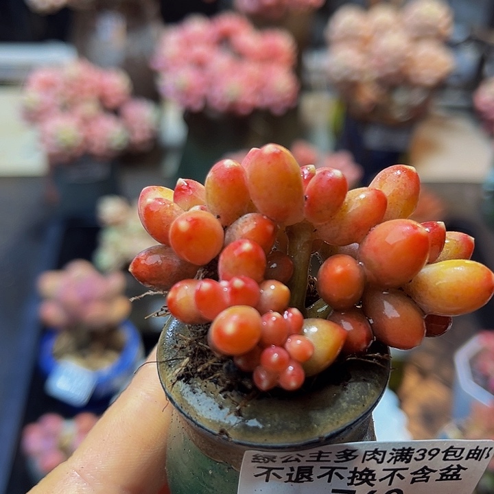 760 橡胶树5 厘米