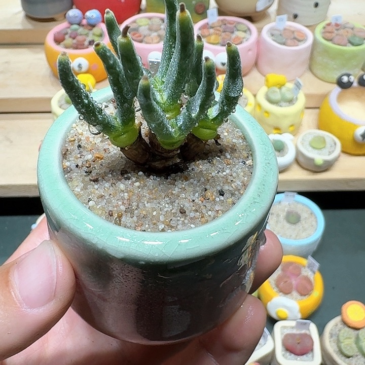 红陶蘑菇448兔耳朵