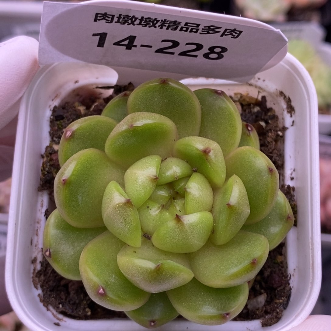 【闪购商品】14-228