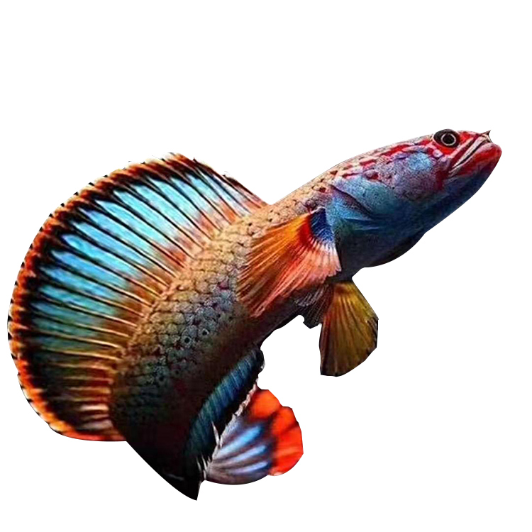 雷龙鱼活体观赏鱼