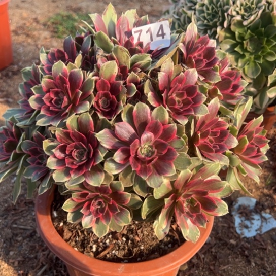 714浣纱多肉植物花花