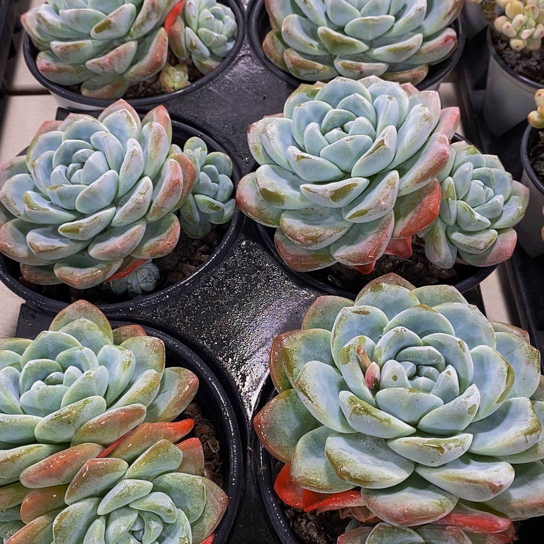 量拍32号 精品母本大冰玉双头一个