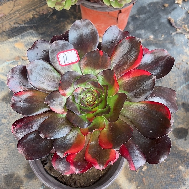 巫毒七彩单头老桩11法师多肉植物