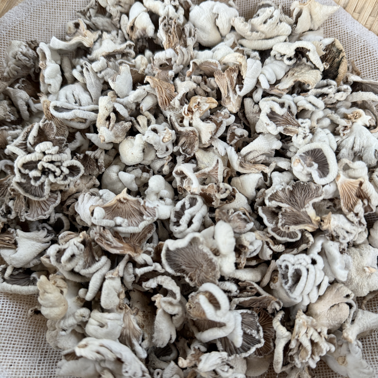 【鸡毛菌蘑菇菌】湖南本地山货鸡毛菌千担柴稀缺营养高菌菇类蘑菇