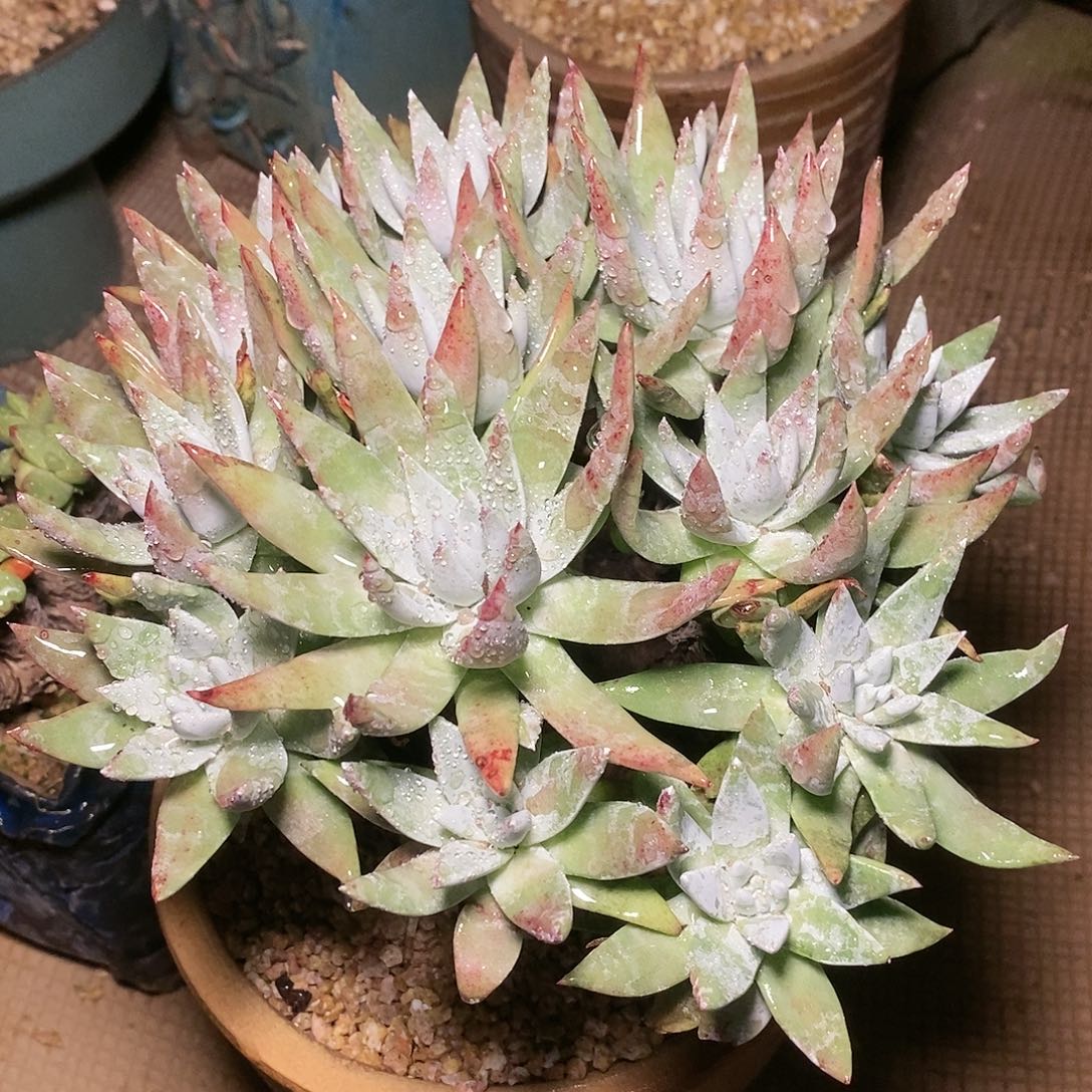 【闪购商品】哈哈哈奥特鲁啊塔2261