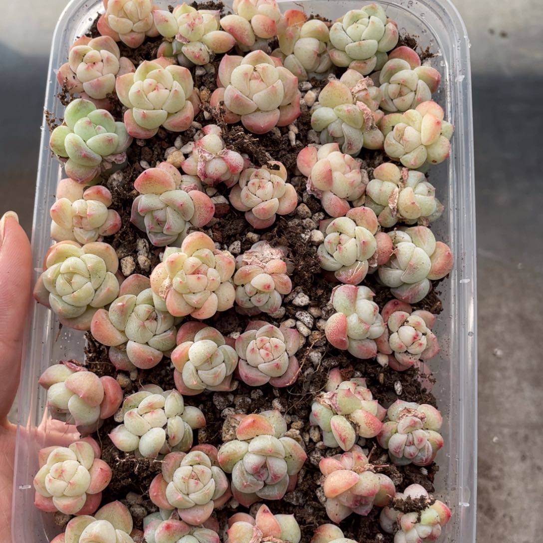 云糖心多肉植物443