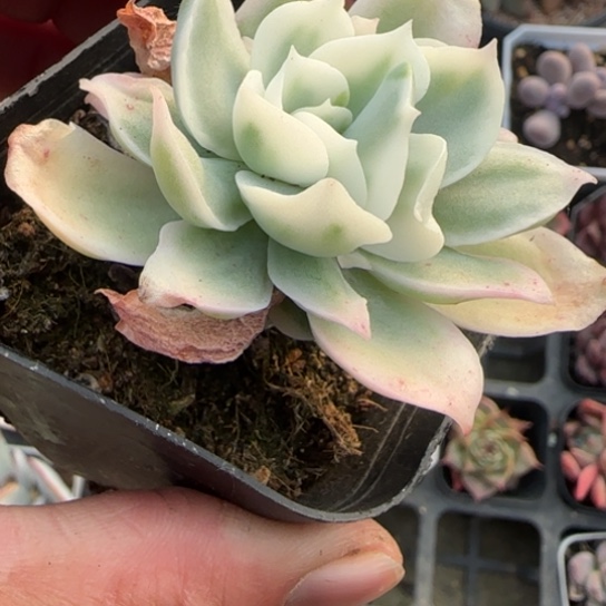 90柠檬玫瑰锦多肉植物多