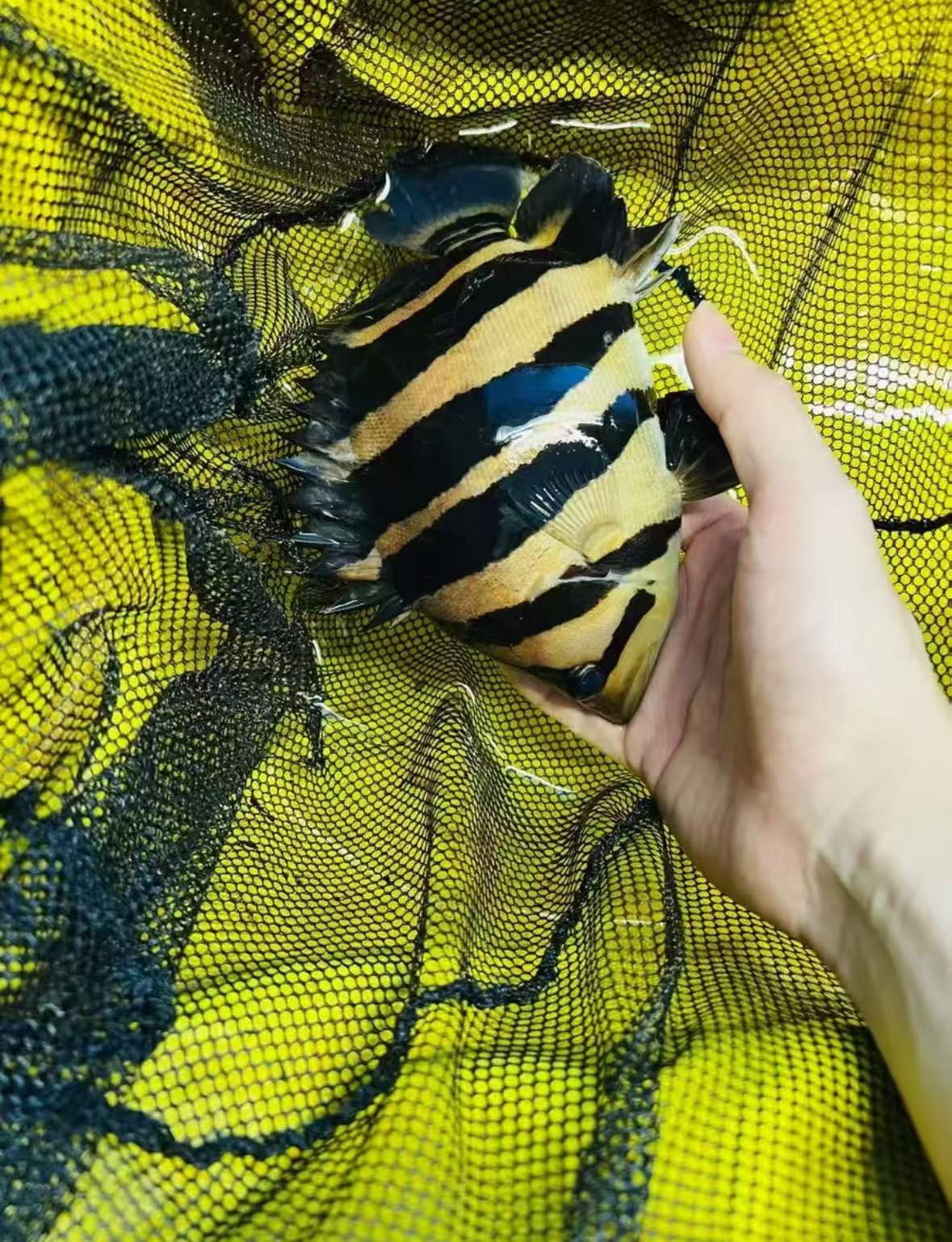 苏门答腊虎鱼苗活体大型热带观赏鱼