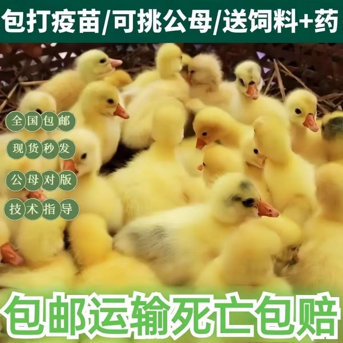 大种三花宠物鸭顺丰包邮到家