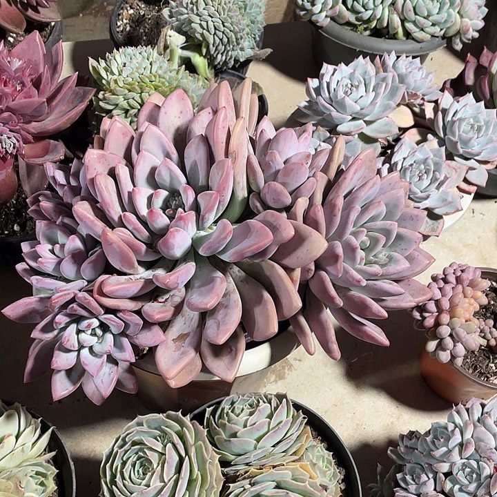 ୧****奥普多肉植物群生