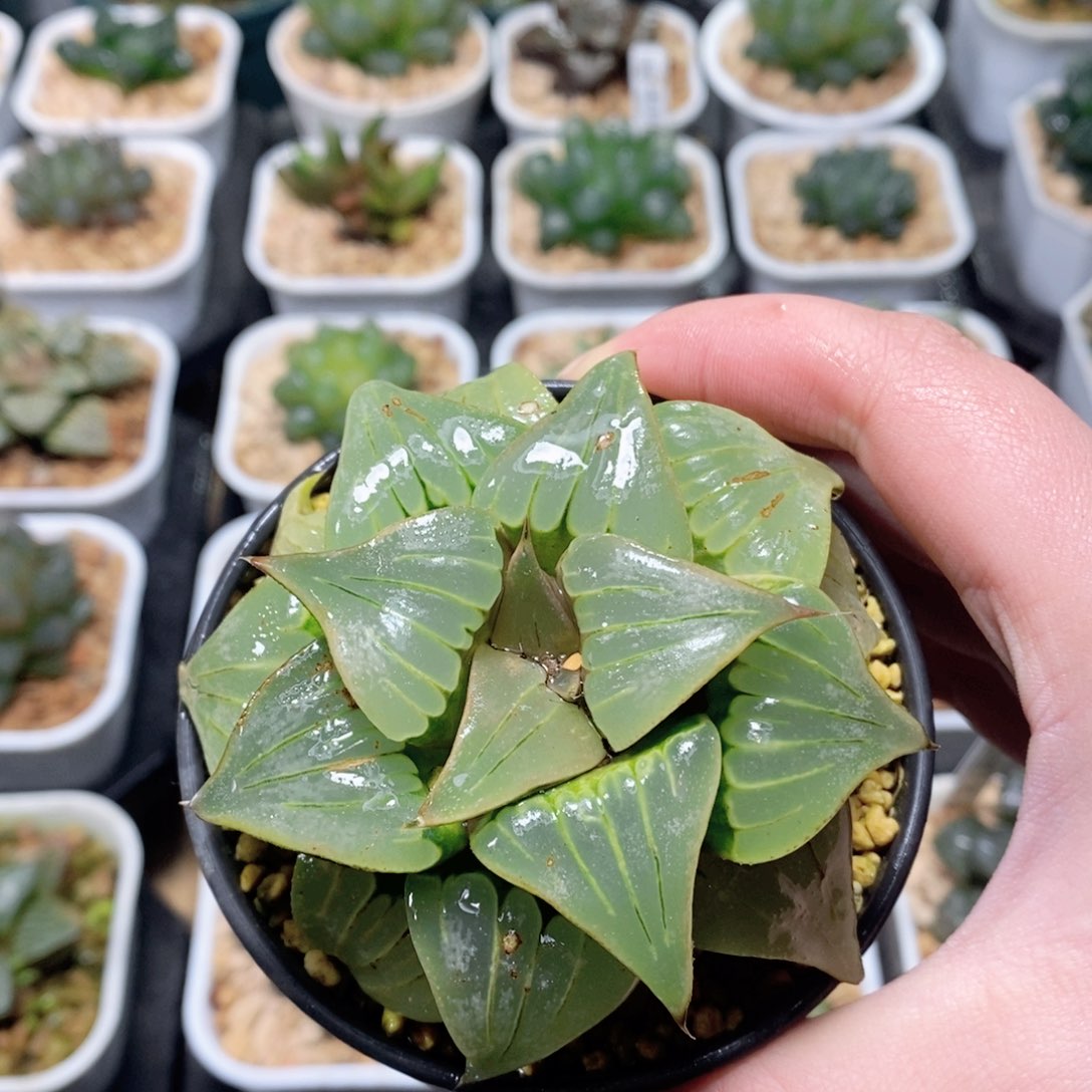 媚凤寿玉露多肉植物