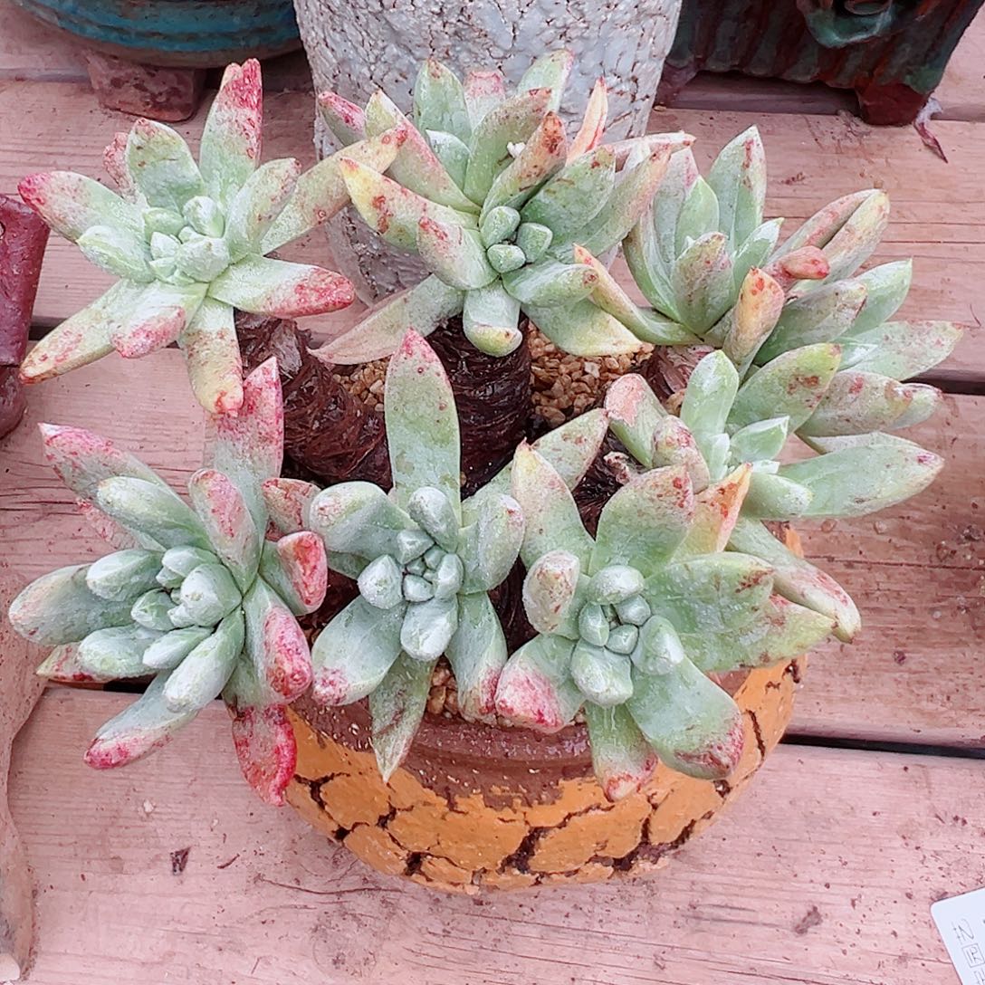 9221千寿姬绿菊仙女杯