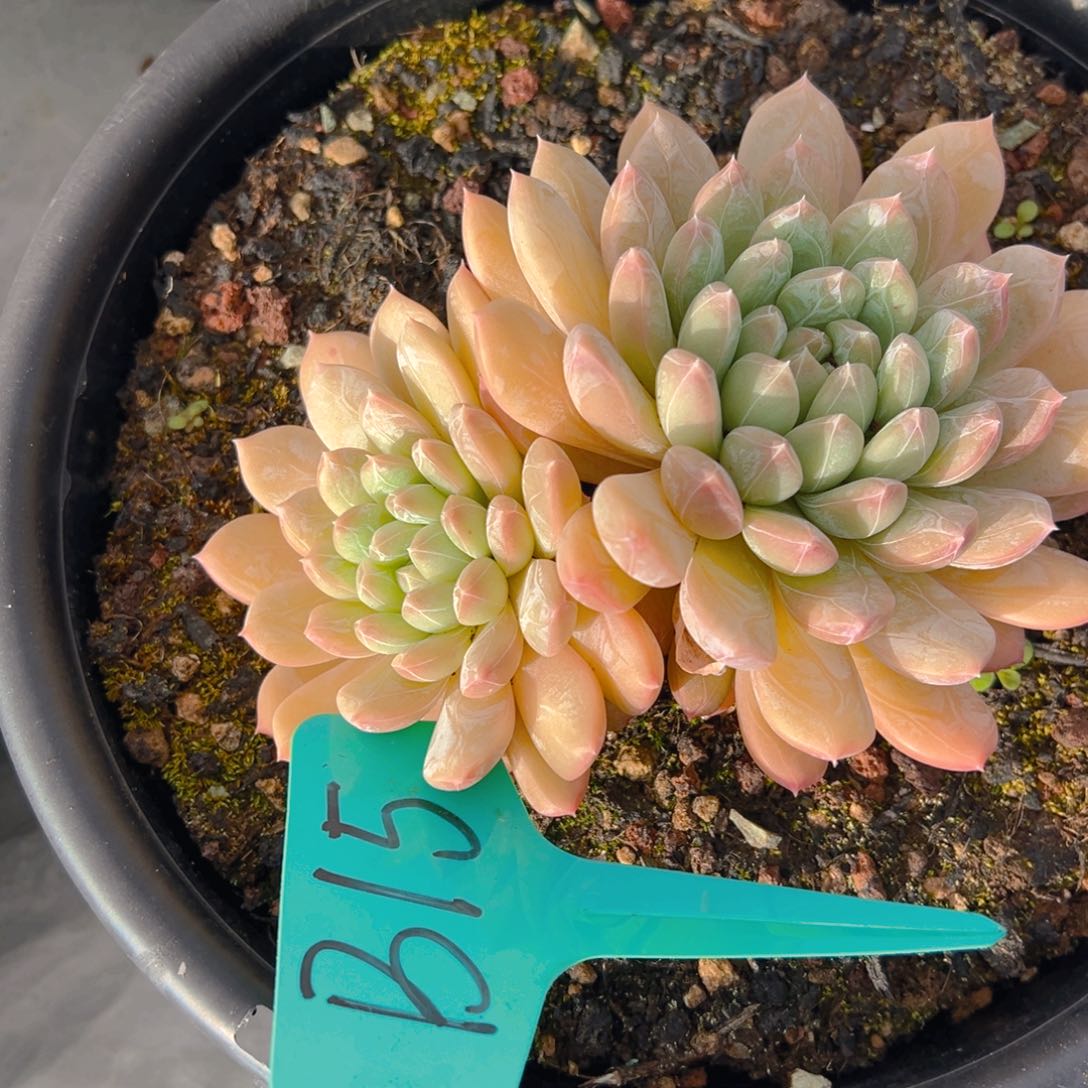 香玉等多种名贵的