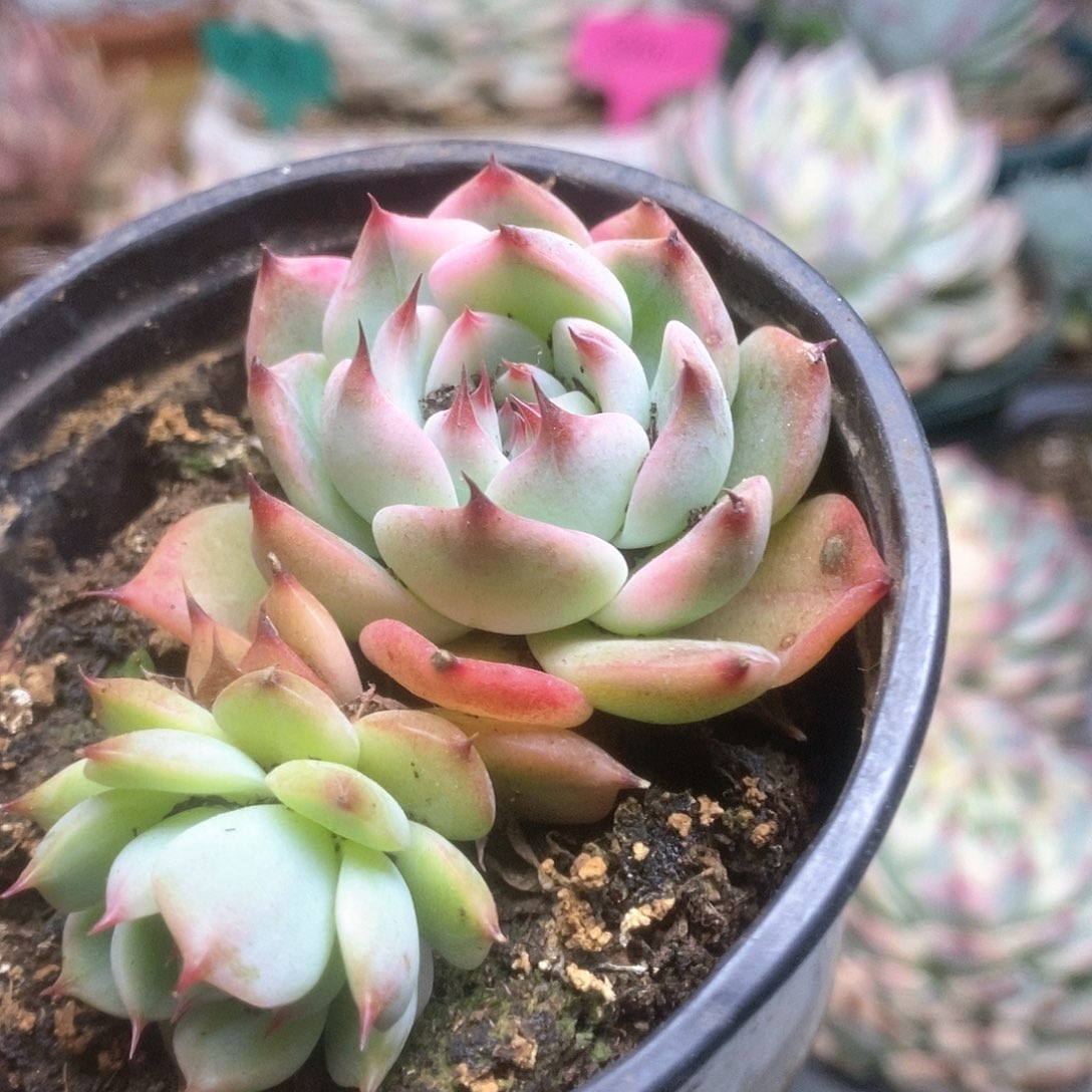 157锦锦锦锦锦锦锦