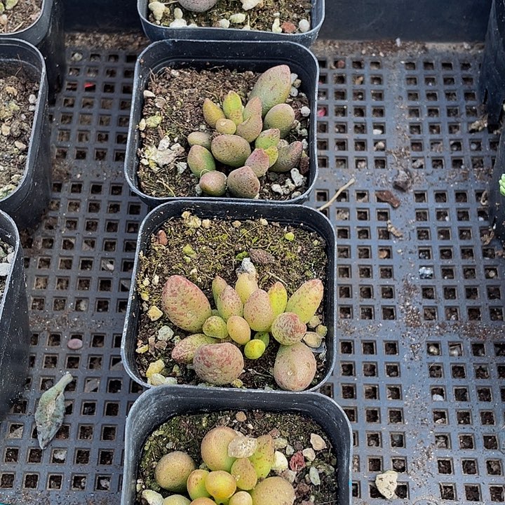 玛丽安带盆土发货