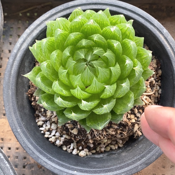 樱水晶一颗。   圆15的盆。   随机发货。 福利。