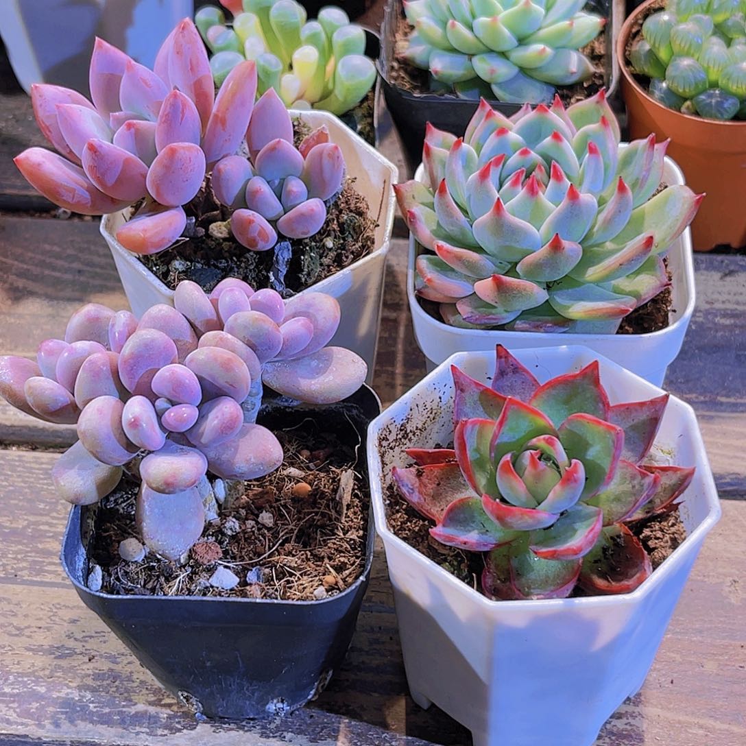 奥普。吉娃娃。惊鸿。桃蛋