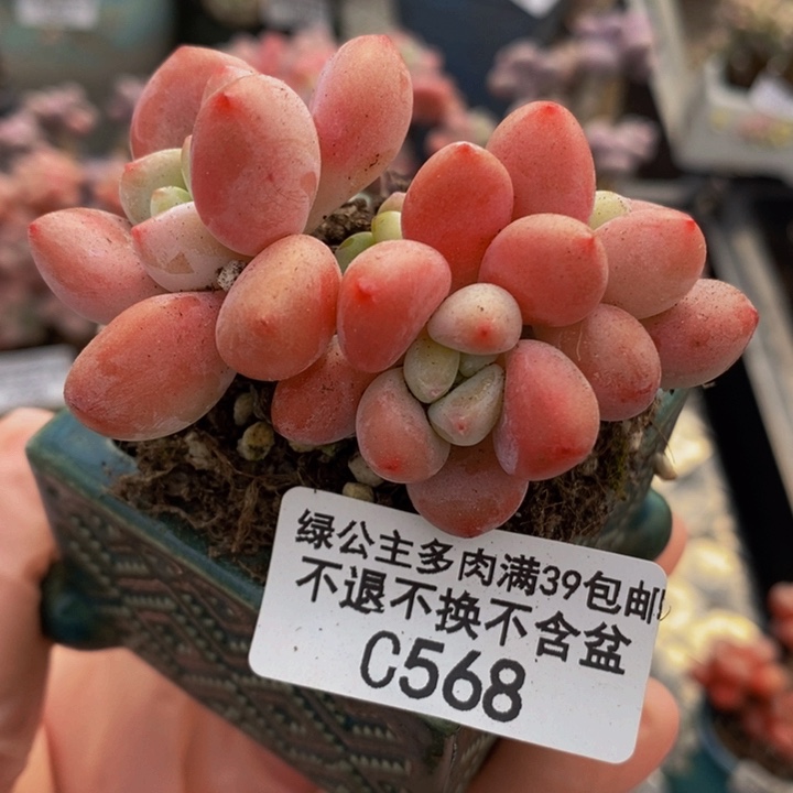 樱花洛神5cm568多肉植物