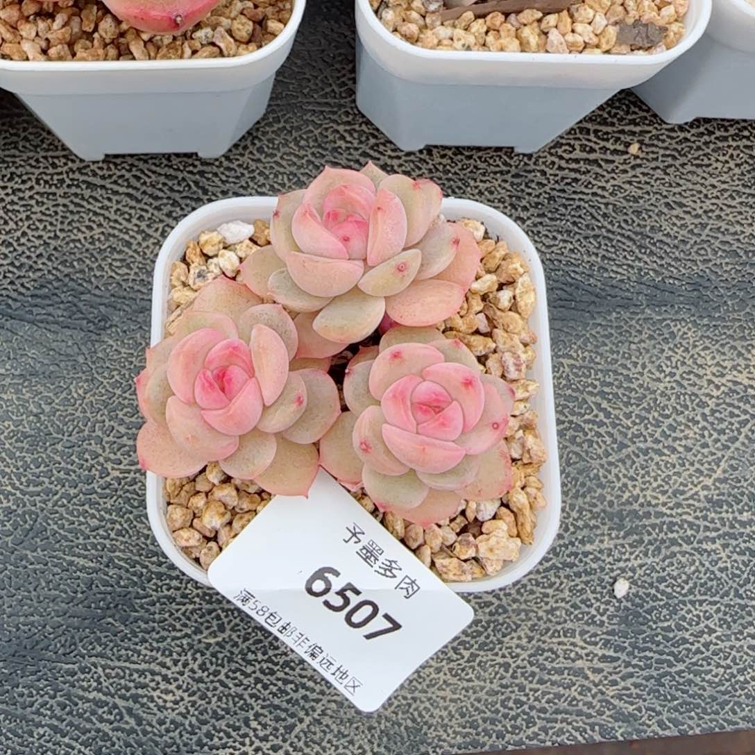 琴心，6507多肉植物