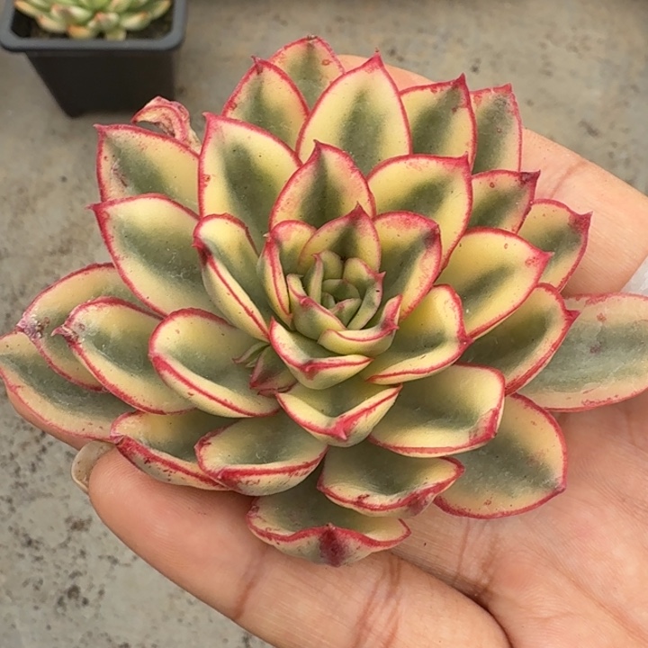 红花女王锦 主头腹轮锦