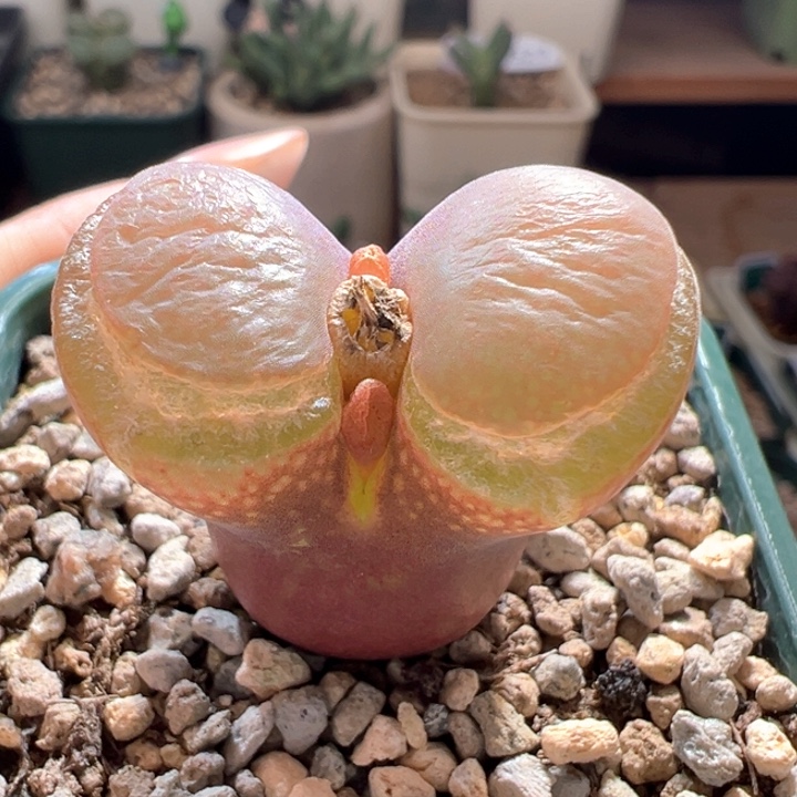 w854。优选青蛙5年流沙 特宽窗 ！！！炸窗福利 