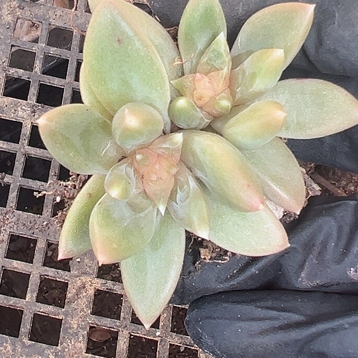 糖心美人特价一物一拍