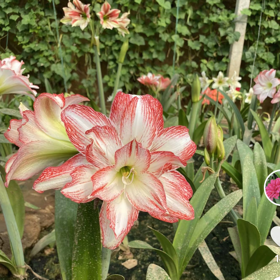 爱优辣椒姐懒人花卉室内鸽子比较少的品种朱顶红朱顶红种球