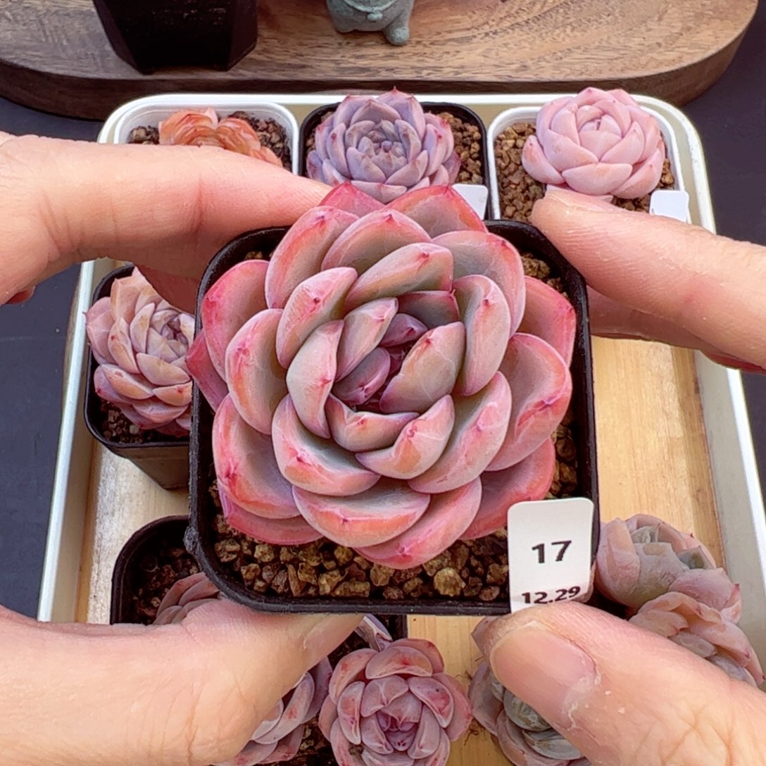 好好看17、哈哈哈哈