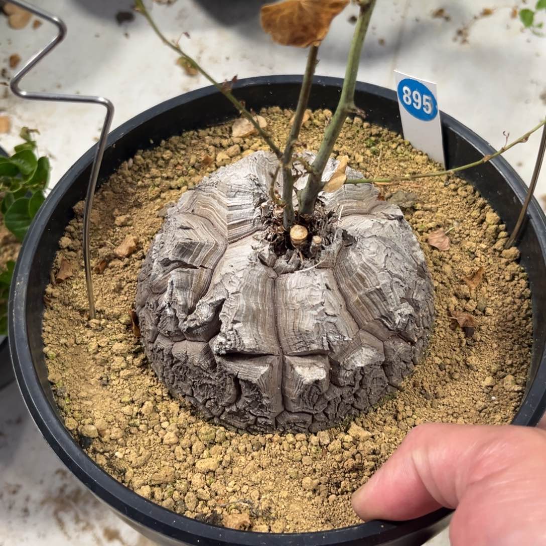695龟甲龙带盆带土发货