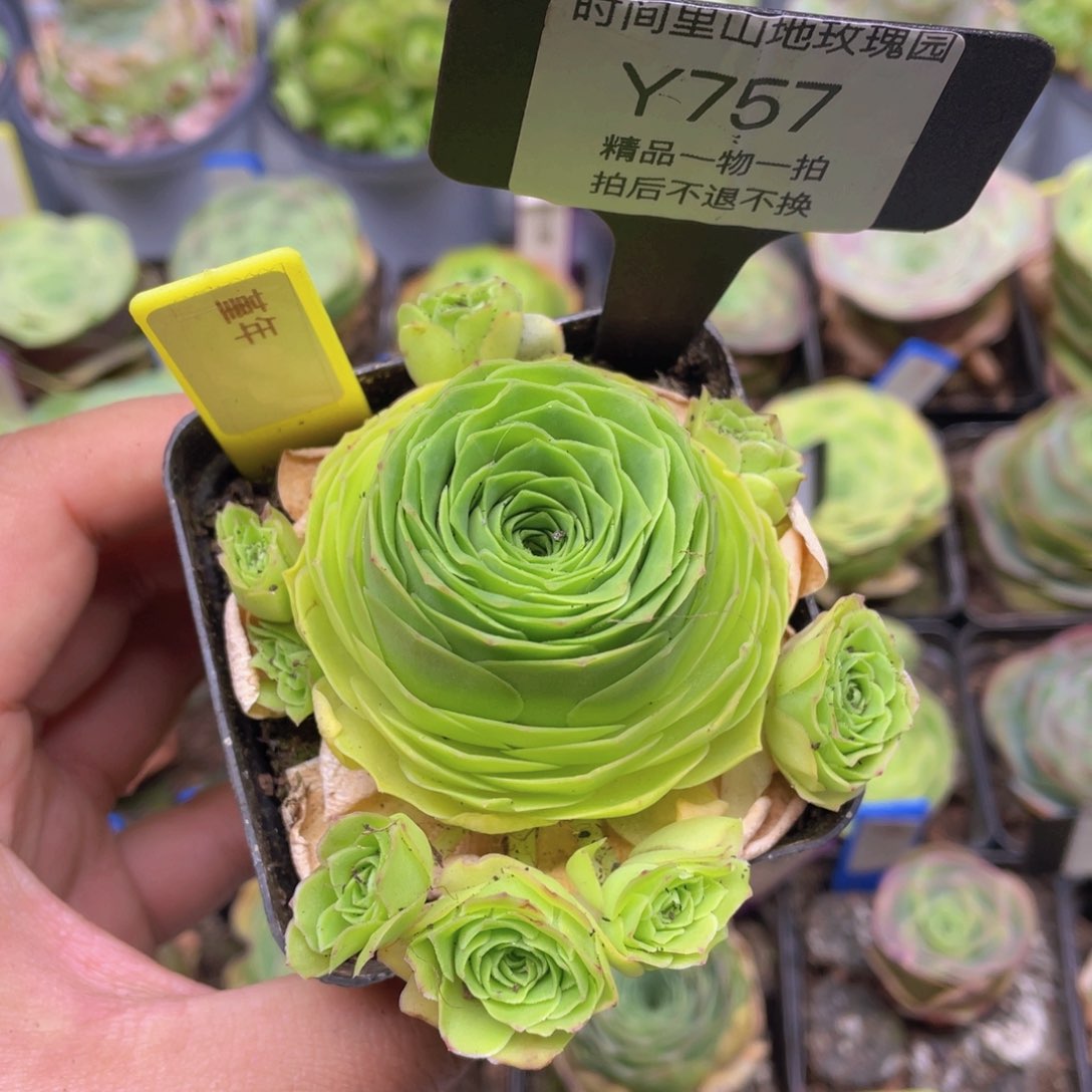 堇年玫瑰一物一拍757