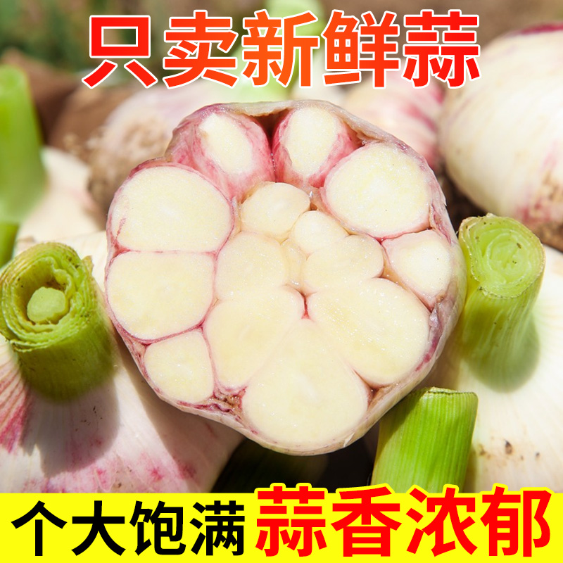 【鲜蒜大促】25年现挖新鲜多瓣蒜紫皮蒜带箱5/9斤装湿蒜多仓发ZH