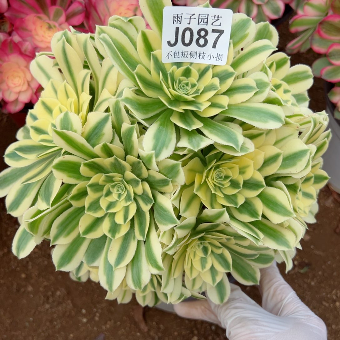 087迈巴赫尺寸25左右