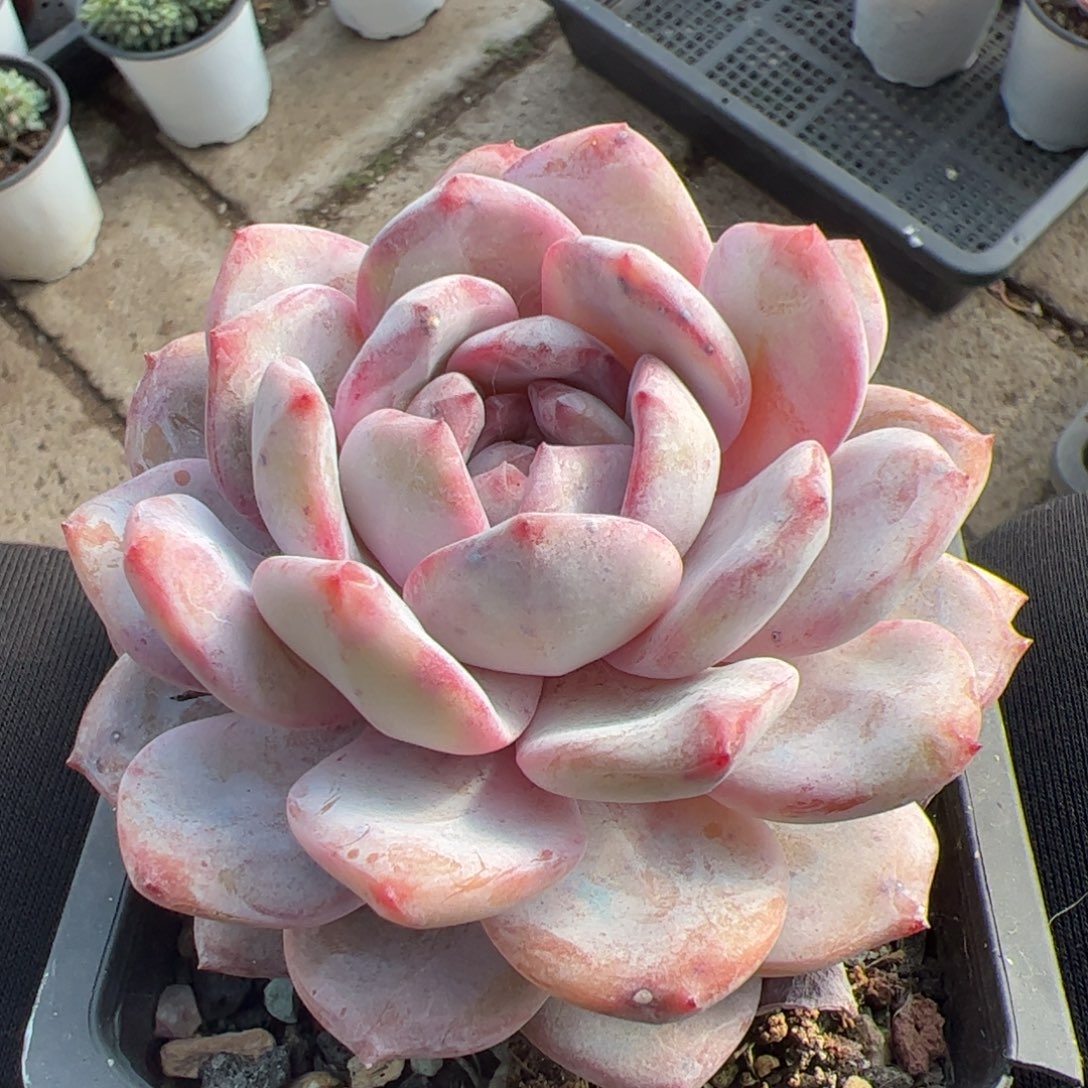 老桩石榴籽多肉植物