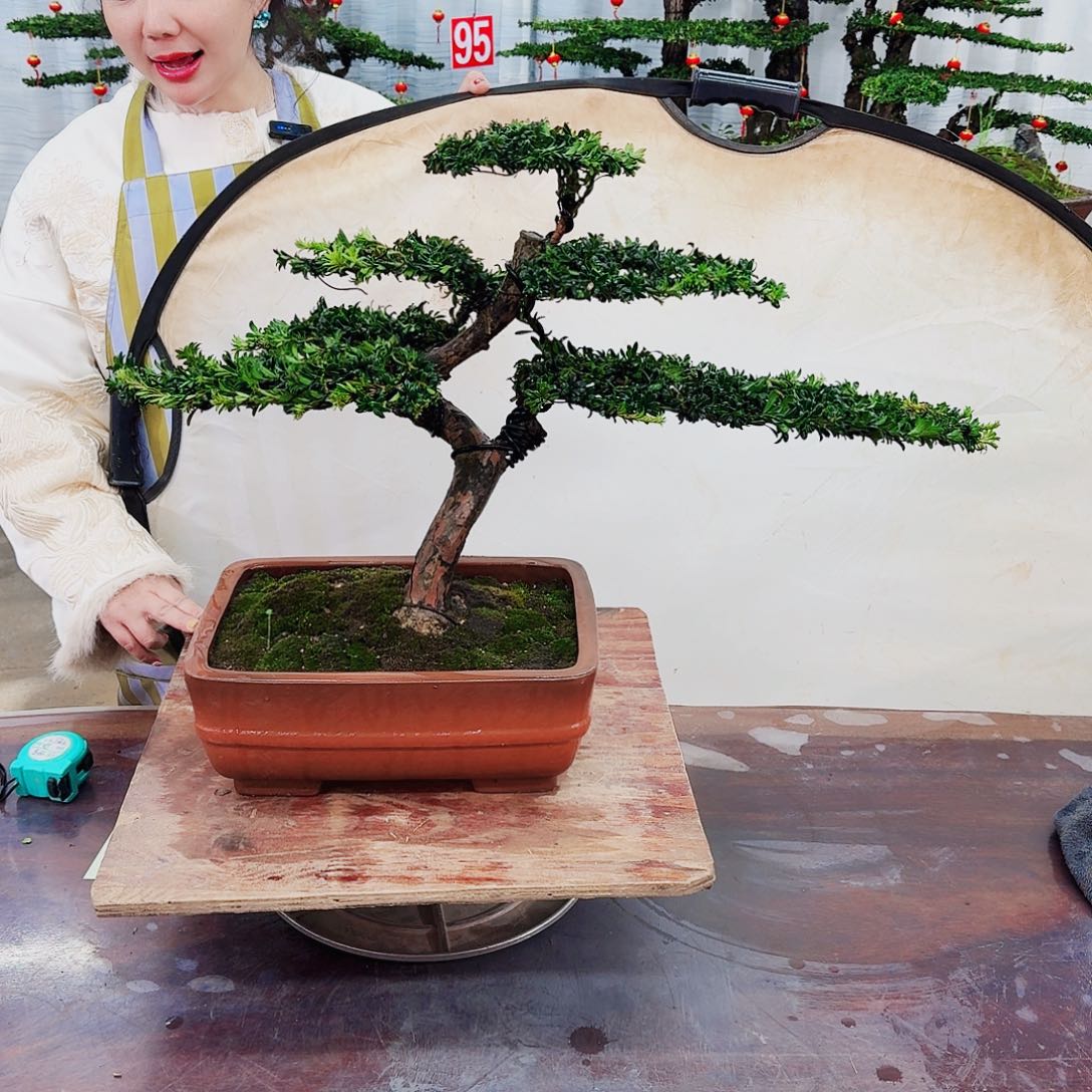 罗汉松和小伙伴约的