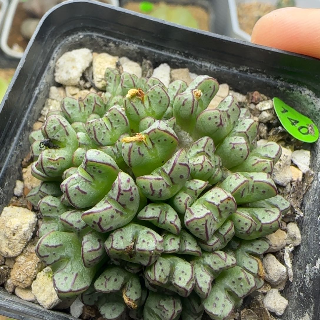 漂漂亮亮多肉植物140