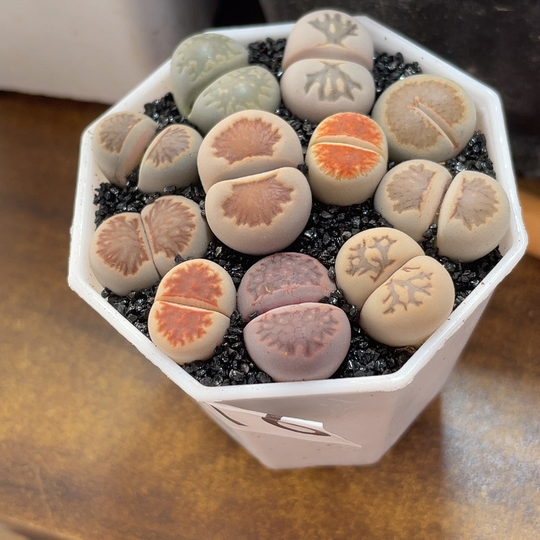 生石花一盒31600